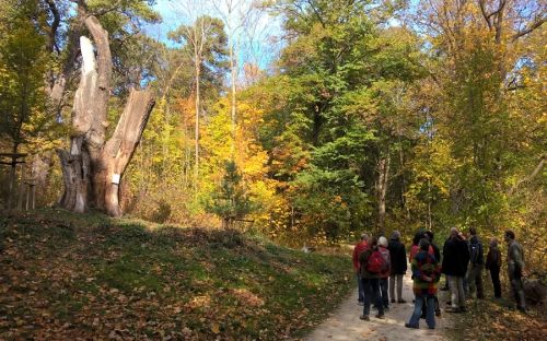 Böfinger Waldbegehung 2018