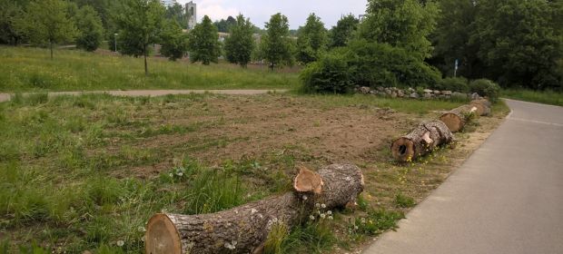 Häckselplatz wird Blumenwiese