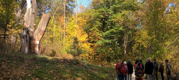 Böfinger Waldbegehung 2018