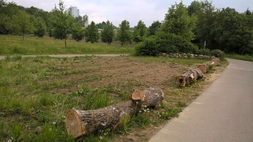 Häckselplatz wird Blumenwiese